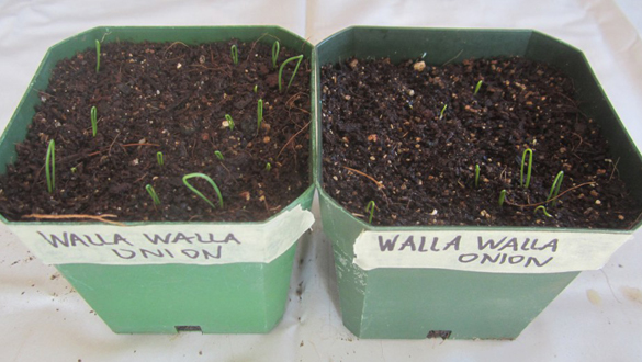 first onion seedlings of 2017