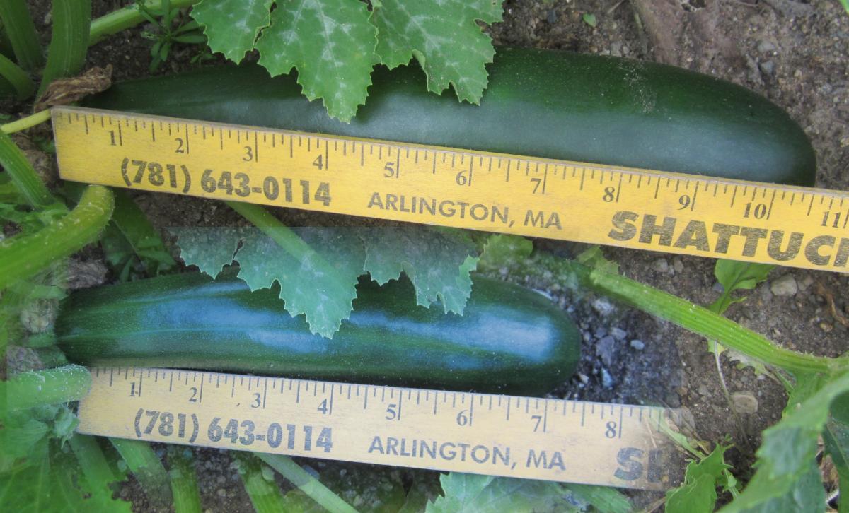 Q How fast does a zucchini grow?