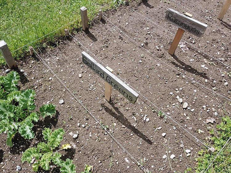 photo of sparse 0-1" collard seedlings