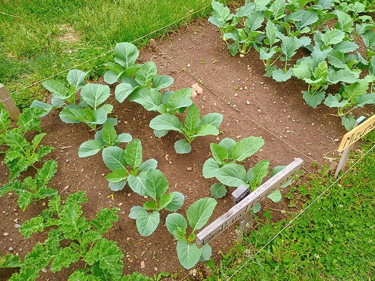 photo of uniform 6-8" high collards